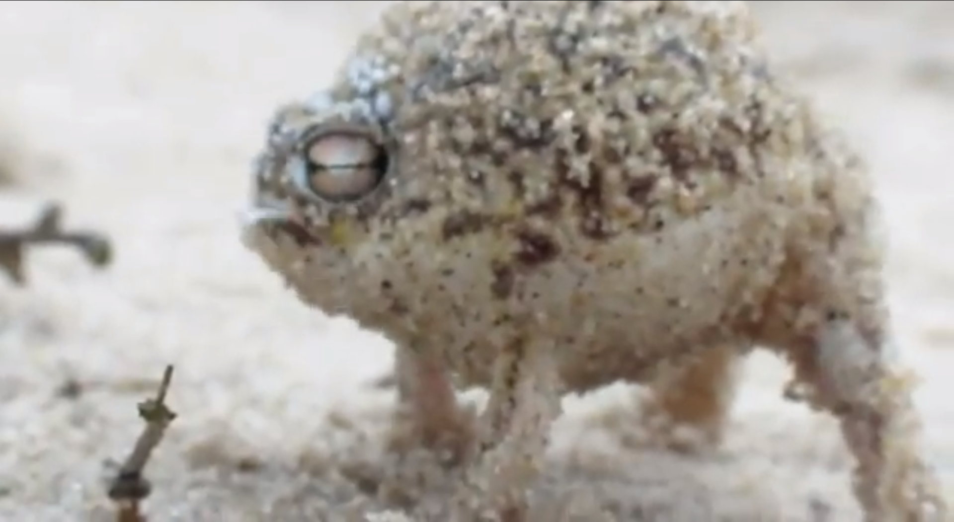 Groda, Youtube, Succ,  Desert Rain Frog,  Dean Boshoff, Viral